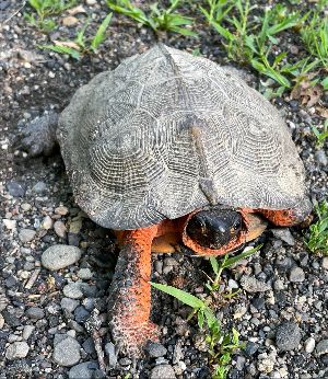 Photograph of turtle