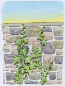 Watercolor painting of a stone wall covered in ivy