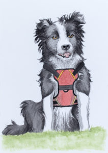 Watercolor painting of a border collie wearing a red service dog vest.