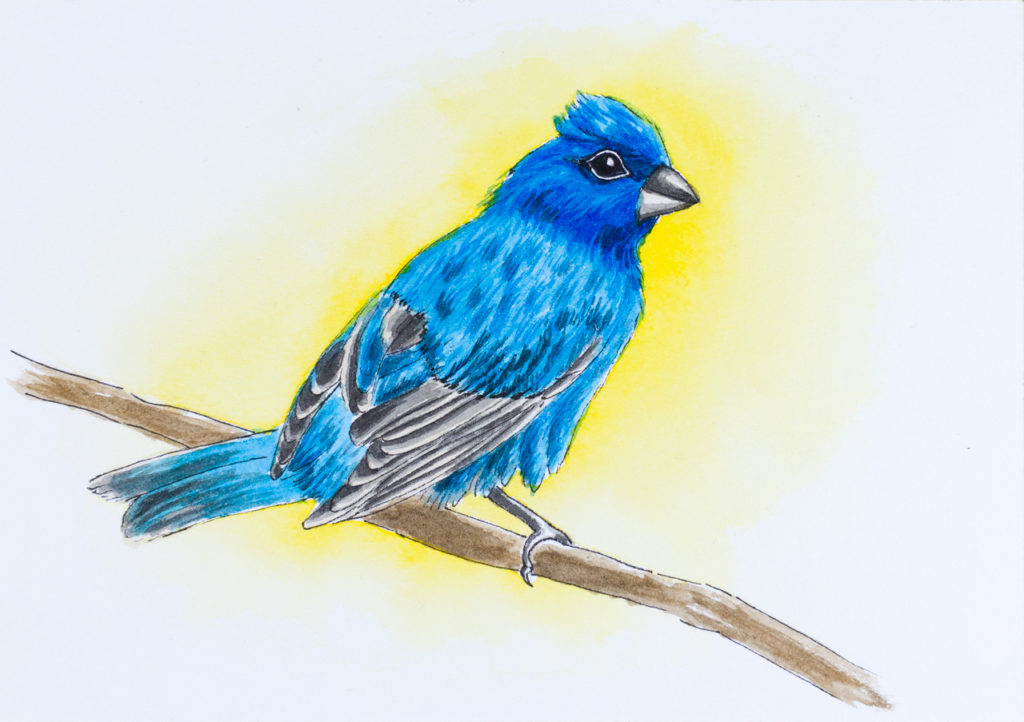 Watercolor painting of an Indigo Bunting perched on a branch with yellow background